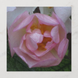 Invitación - Fiesta Cumpleaños - La Rosa Rosa Kaart