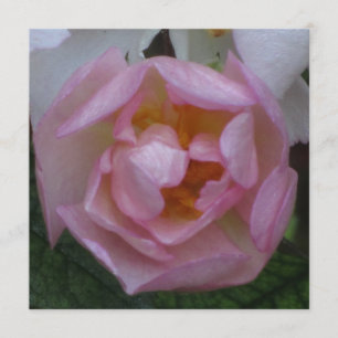 Invitación - Fiesta Cumpleaños - La Rosa Rosa Kaart