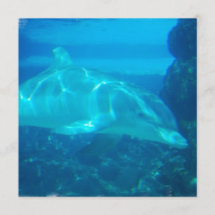 Invitaties voor onderwaterdolfijnen kaart