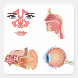 Inwendige menselijke organen vierkante sticker