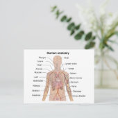 Inwendige organen Anatomiegrafiek menselijk lichaa Briefkaart (Staand voorkant)