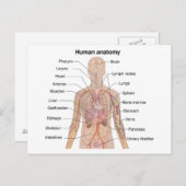 Inwendige organen Anatomiegrafiek menselijk lichaa Briefkaart (Voorkant / Achterkant)