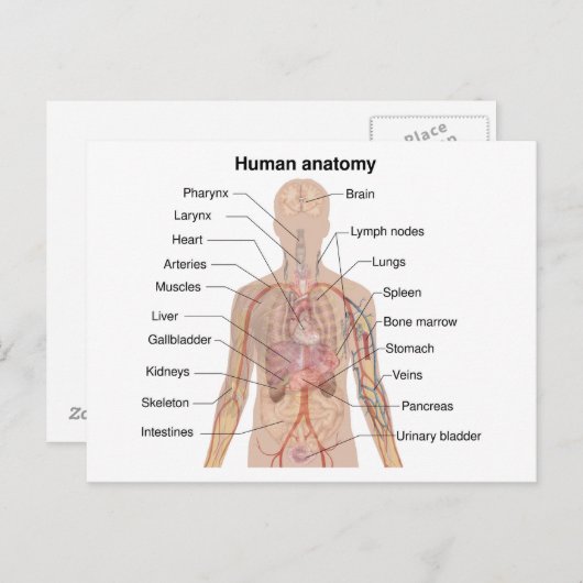 Inwendige organen Anatomiegrafiek menselijk lichaa Briefkaart (Voorkant / Achterkant)