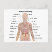 Inwendige organen Anatomiegrafiek menselijk lichaa Briefkaart (Voorkant)