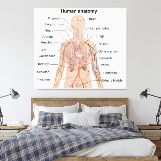Inwendige organen Anatomiegrafiek menselijk lichaa Canvas Afdruk (Insitu (Slaapkamer))