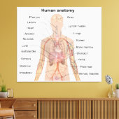 Inwendige organen Anatomiegrafiek menselijk lichaa Canvas Afdruk (Insitu (Woonkamer))