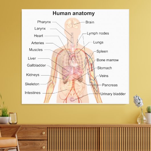 Inwendige organen Anatomiegrafiek menselijk lichaa Canvas Afdruk (Insitu (Woonkamer))