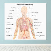Inwendige organen Anatomiegrafiek menselijk lichaa Canvas Afdruk (Insitu (Houten vloer))