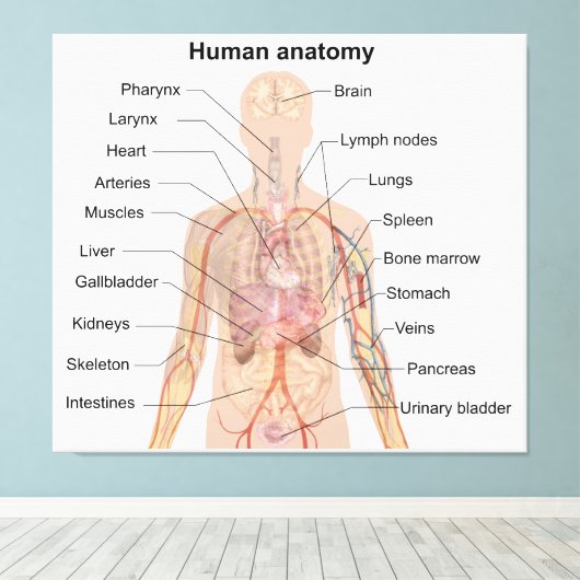Inwendige organen Anatomiegrafiek menselijk lichaa Canvas Afdruk (Insitu (Houten vloer))