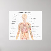 Inwendige organen Anatomiegrafiek menselijk lichaa Canvas Afdruk (Voorkant)
