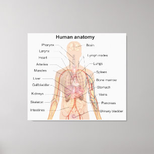 Inwendige organen Anatomiegrafiek menselijk lichaa Canvas Afdruk