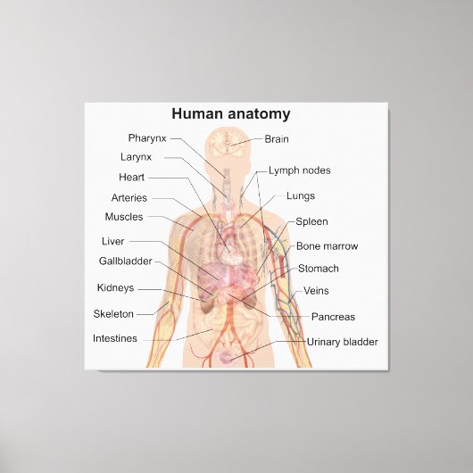 Inwendige organen Anatomiegrafiek menselijk lichaa Canvas Afdruk (Voorkant)