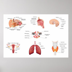 Inwendige organen van het menselijk lichaam poster