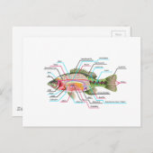 Inwendige organen Vector Kunstdiagram Anatomie Briefkaart (Voorkant / Achterkant)