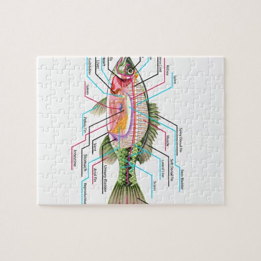 Inwendige organen Vector Kunstdiagram Anatomie Legpuzzel (Horizontaal)