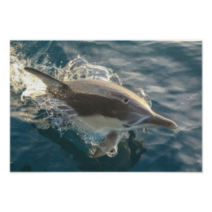 Inwoner Rider Foto Afdruk