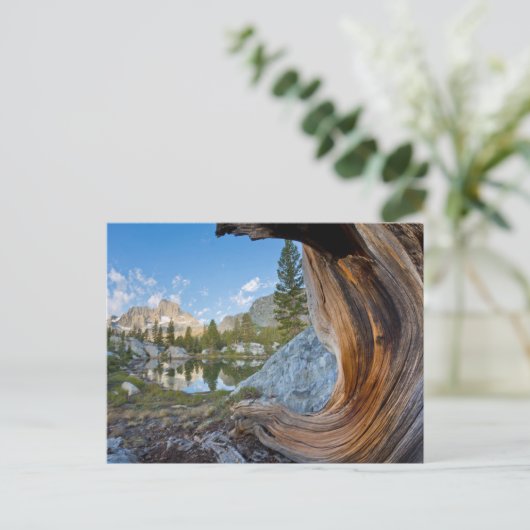 Inyo National Forest Briefkaart (Staand voorkant)