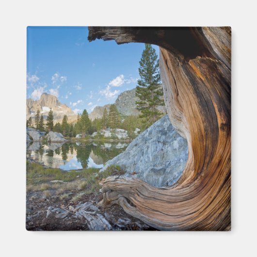 Inyo National Forest, Californië Magneet (Voorkant)