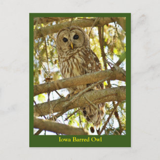 Iowa Barred Owl Briefkaart