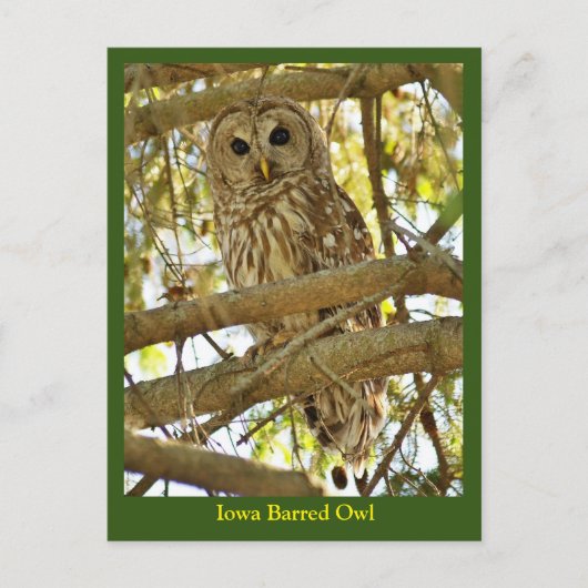 Iowa Barred Owl Briefkaart (Voorkant)