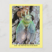 Iowa Cicada komt uit de schelp Briefkaart (Voorkant)