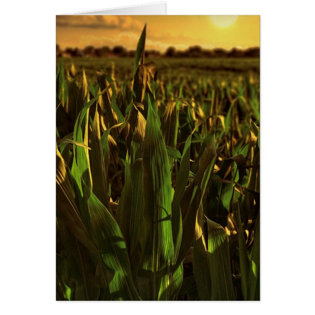 Iowa Corn Landscape Card (Voorkant)