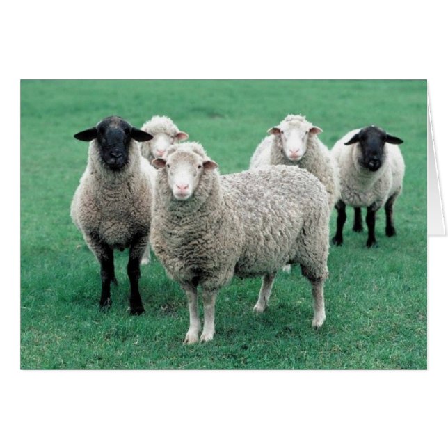 Iowa Sheep (Voorkant Horizontaal)