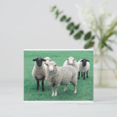 Iowa Sheep Briefkaart (Staand voorkant)