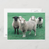 Iowa Sheep Briefkaart (Voorkant / Achterkant)
