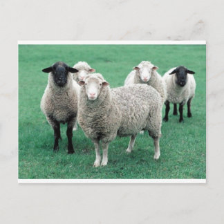 Iowa Sheep Briefkaart