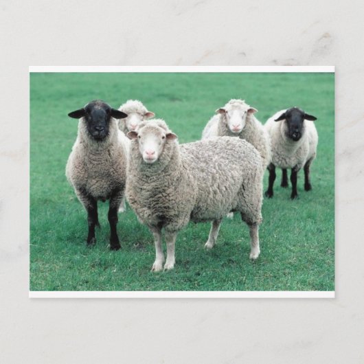 Iowa Sheep Briefkaart (Voorkant)