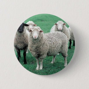 Iowa Sheep Ronde Button 5,7 Cm