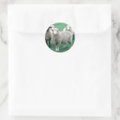 Iowa Sheep Ronde Sticker (Tas)