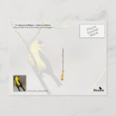 Iowa State Bird - American Goldfinch Briefkaart (Achterkant)