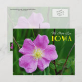 Iowa State Flower: Wild Prairie Roos Briefkaart (Voorkant / Achterkant)