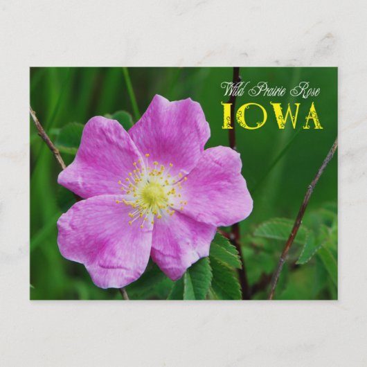 Iowa State Flower: Wild Prairie Roos Briefkaart (Voorkant)