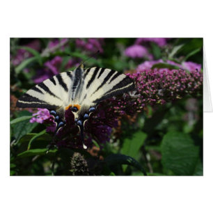 Iphiclides podaliririus