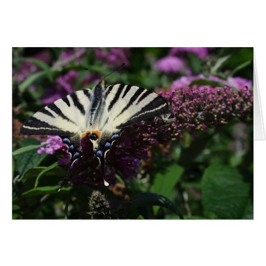 Iphiclides podaliririus (Voorkant Horizontaal)