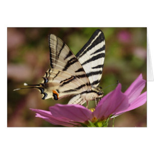 Iphiclides podaliririus