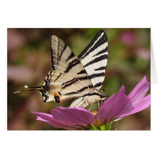 Iphiclides podaliririus (Voorkant Horizontaal)