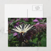 Iphiclides podaliririus briefkaart (Voorkant / Achterkant)