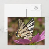 Iphiclides podaliririus briefkaart (Voorkant / Achterkant)
