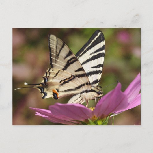 Iphiclides podaliririus briefkaart (Voorkant)