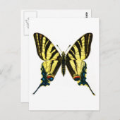 Iphiclides podaliririus briefkaart (Voorkant / Achterkant)