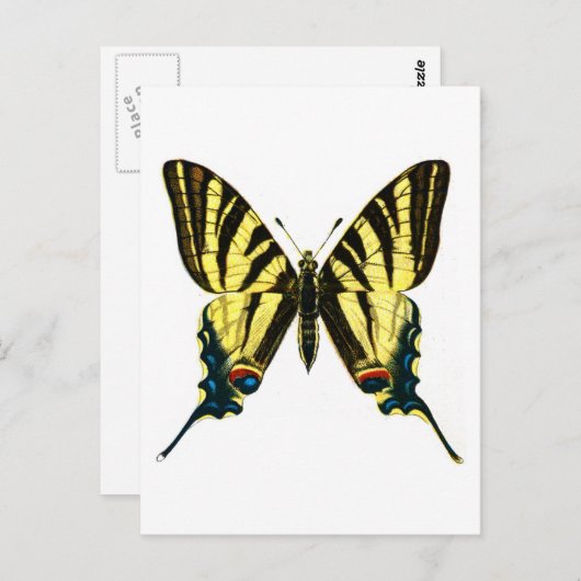 Iphiclides podaliririus briefkaart (Voorkant / Achterkant)