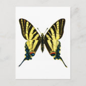 Iphiclides podaliririus briefkaart (Voorkant)