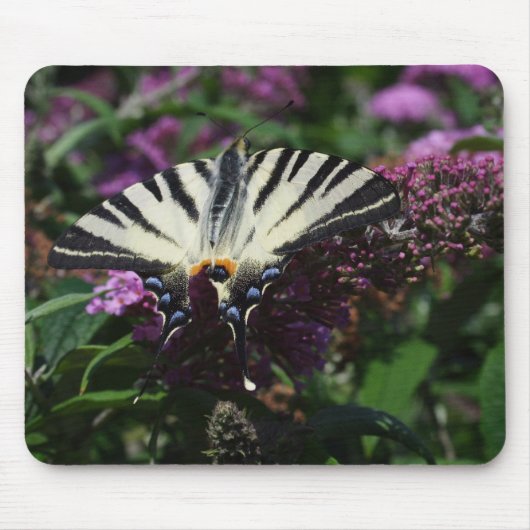 Iphiclides podaliririus muismat (Voorkant)