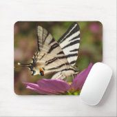 Iphiclides podaliririus muismat (Met muis)