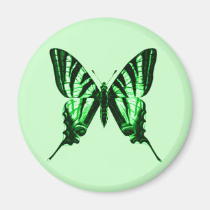 Iphiclides podalirius Magnet