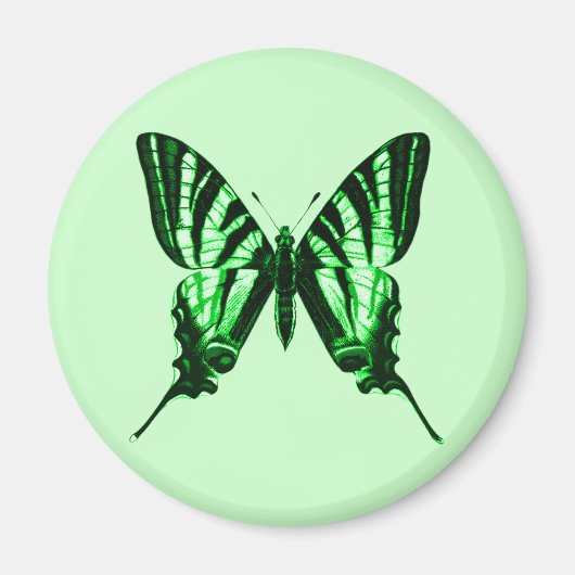 Iphiclides podalirius Magnet (Voorkant)